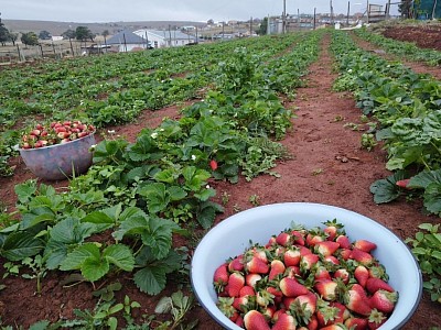Strawberries Ezilalini